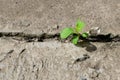 Tree plant and ecology environment drought growing on cracked