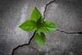 Tree plant growing through the cracked concrete floor Royalty Free Stock Photo