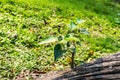 A tree plant growing without soil from Banyan tree trunk roots. Green leaves sprouting towards sun blooming in Natural sunlight. A Royalty Free Stock Photo