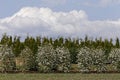 Tree plant nursery