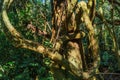 Tree and plant species inside the bird park Royalty Free Stock Photo