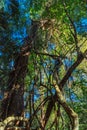 Tree and plant species inside the bird park Royalty Free Stock Photo