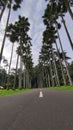 Tree plant wood longroad road sky garden Royalty Free Stock Photo