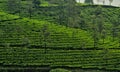 Tea Plantations sloping down Hill