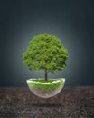Tree planted in a glass sphere floating over dry ground. Global warming concept Royalty Free Stock Photo