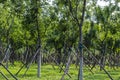 Tree planting and afforestation Royalty Free Stock Photo