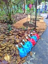 Tree planting ceremony