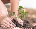 Tree planting growing on soil in child's hand for saving world environment, tree care, arbor day,Tu Bishvat Royalty Free Stock Photo