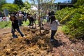 Tree Planting Royalty Free Stock Photo