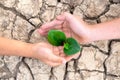 Tree planting on volunteer family`s hands for eco friendly and corporate social responsibility campaign concept, Hands holding