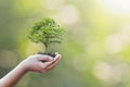 Tree planting on volunteer family& x27;s hands for eco friendly and corporate social responsibility campaign concept Royalty Free Stock Photo