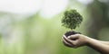 Tree planting on volunteer family& x27;s hands for eco friendly and corporate social responsibility campaign concept Royalty Free Stock Photo