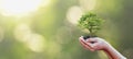 Tree planting on volunteer family& x27;s hands for eco friendly and corporate social responsibility campaign concept Royalty Free Stock Photo