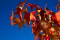 Tree plants park autumn colors green Royalty Free Stock Photo