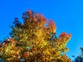 Tree plants park autumn green branch colors spain Royalty Free Stock Photo