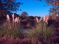 Tree plants park autumn green branch colors spain Royalty Free Stock Photo