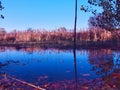 Tree plants park autumn green branch colors spain water Royalty Free Stock Photo