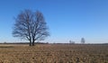 Tree on the plowed field
