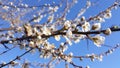 Tree plum flower with bud