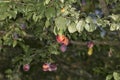 Tree with plum fruit