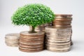 Tree plumule leaf on save money coins, Business finance saving banking investment concept