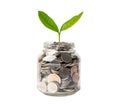 Tree plumule leaf on save money coins, Business finance saving banking investment concept