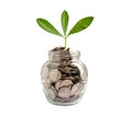 Tree plumule leaf on save money coins, Business finance saving banking investment concept