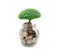 Tree plumule leaf on save money coins, Business finance saving banking investment concept