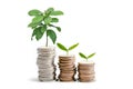 Tree plumule leaf on save money coins, Business finance saving banking investment concept