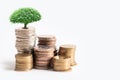 Tree plumule leaf on save money stack coins, Business finance saving banking investment concept