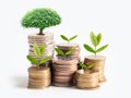 Tree plumule leaf on save money stack coins, Business finance saving banking investment concept