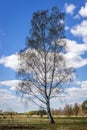 Tree in Poland