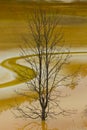 Tree in poluted water Royalty Free Stock Photo