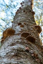 Tree with polypores growing on it Royalty Free Stock Photo