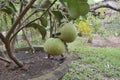 A tree with pomelo fruit hanging on it Royalty Free Stock Photo