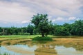 The tree in pond and blue sky. Royalty Free Stock Photo