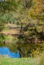 Tree beside pond with reflection Royalty Free Stock Photo