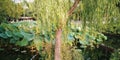 Tree and pond in Suzhou, China Royalty Free Stock Photo