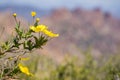 Tree poppy Dendromecon rigida wildflower, High Peaks blurred in the background, Pinnacles National Park, California