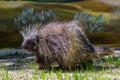 Tree Porcupine Walking Royalty Free Stock Photo