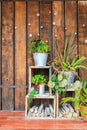 Tree Pot on shelves in front of wooden wall