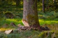 Tree prepared to cut. Partially felled tree in the forest. Environment, deforestation concept