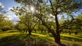 Tree preserve near Fruita orchid in the middle of desert in Capitol reef national park, Utah Royalty Free Stock Photo