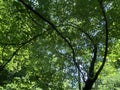 Tree and Pretty Green Leaves on Branches in the Forest in May in Spring