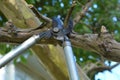 Tree Pruner cuts a tree branch