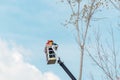 Tree pruners use a lift basket to carefully tend to branches, ensuring the tree\'s health and safety