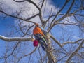 Tree pruning and cutting