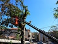 Tree pruning and sawing by a man with a chainsaw