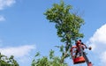 Tree pruning and sawing by a man with a chainsaw standing on the platform of a mechanical chairlift