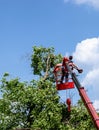 Tree pruning and sawing by a man with a chainsaw standing on the platform of a mechanical chairlift